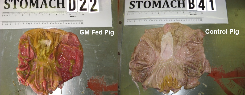 controlled-pig-stomach-final-2.jpg